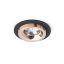 RENDL R13238 SHARM LED mennyezeti lámpa, készlet fekete réz/réz